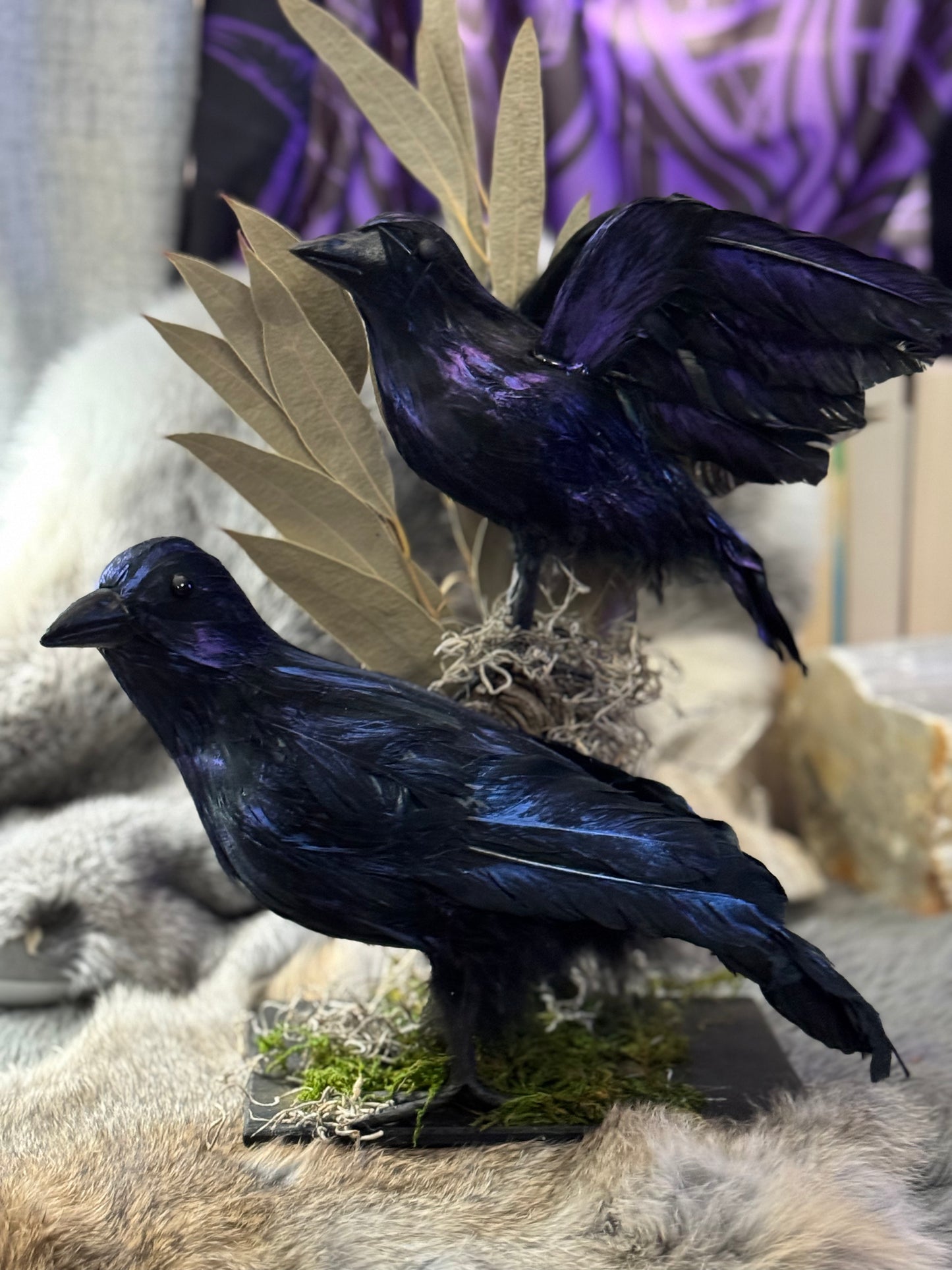 Hugin and Munin