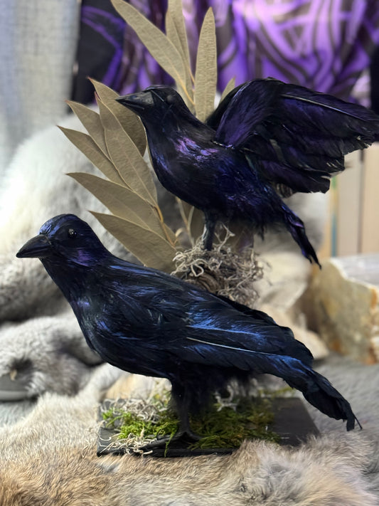 Hugin and Munin